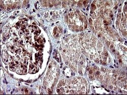 Alpha-parvin/Actopaxin Antibody (OTI1C10), Novus Biologicals 0.1mL; Unlabeled:Antibodies,