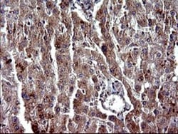 Alpha-parvin/Actopaxin Antibody (OTI1C10), Novus Biologicals 0.1mL; Unlabeled:Antibodies,