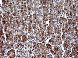 Alpha-parvin/Actopaxin Antibody (OTI1C10), Novus Biologicals 0.1mL; Unlabeled:Antibodies,