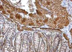 alpha-Smooth Muscle Actin Antibody, Novus Biologicals 0.1mg; Unlabeled:Antibodies,