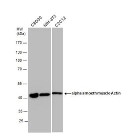 alpha-Smooth Muscle Actin Antibody, Novus Biologicals 0.1mg; Unlabeled:Antibodies,