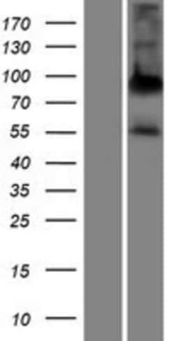 Novus Biologicals&trade;&nbsp;ALPPL2 Overexpression Lysate