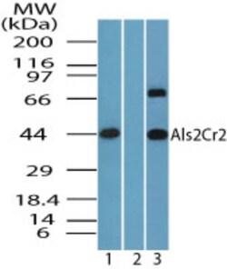 ALS2CR2 Antibody, Novus Biologicals:Antibodies:Primary Antibodies