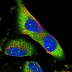 ALS2CR8 Antibody, Novus Biologicals:Antibodies:Primary Antibodies