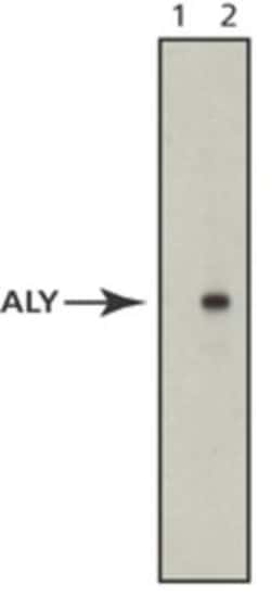 Aly Antibody (11G5) - BSA Free, Novus Biologicals 0.05mL; Unlabeled:Antibodies,