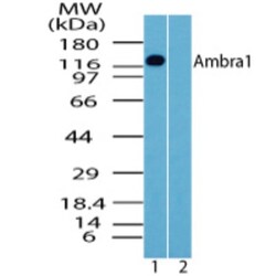 AMBRA1 Antibody, Novus Biologicals 0.1mg; Unlabeled:Antibodies, Polyclonal