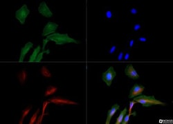 AMBRA1 Antibody - BSA Free, Novus Biologicals 0.05mL; Unlabeled:Antibodies,