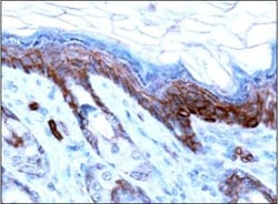 AMBRA1 Antibody - BSA Free, Novus Biologicals 0.05mL; Unlabeled:Antibodies,