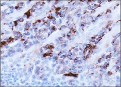 AMBRA1 Antibody - BSA Free, Novus Biologicals 0.05mL; Unlabeled:Antibodies,