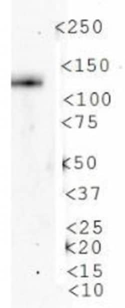 AMBRA1 Antibody - BSA Free, Novus Biologicals 0.05mL; Unlabeled:Antibodies,