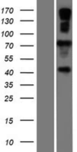 Novus Biologicals&trade;&nbsp;AMFR/gp78 Overexpression Lysate
