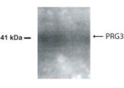 AMID Antibody - BSA Free, Novus Biologicals:Antibodies:Primary Antibodies