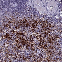 AMID Antibody, Novus Biologicals 25 &mu;L; Unlabeled:Antibodies, Polyclonal