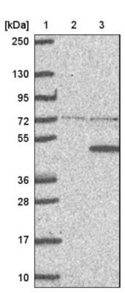 AMID Antibody, Novus Biologicals 25 &mu;L; Unlabeled:Antibodies, Polyclonal