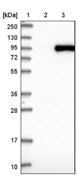 Aminopeptidase O/ONPEP Antibody, Novus Biologicals:Antibodies:Primary Antibodies