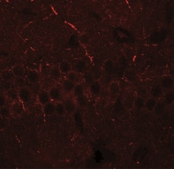 Aminopeptidase PILS/ARTS1 Antibody - BSA Free, Novus Biologicals:Antibodies:Primary