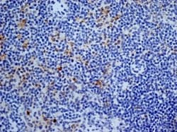 Aminopeptidase N/CD13 Antibody (ER-BMDM1) - BSA Free, Novus Biologicals:Antibodies:Primary