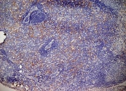 Aminopeptidase N/CD13 Antibody (ER-BMDM1) - BSA Free, Novus Biologicals:Antibodies:Primary
