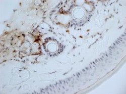 Aminopeptidase N/CD13 Antibody (ER-BMDM1) - BSA Free, Novus Biologicals:Antibodies:Primary
