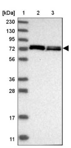 Aminopeptidase P1/XPNPEP1 Antibody, Novus Biologicals:Antikörper:Primärantikörper