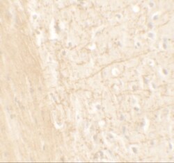Aminopeptidase PILS/ARTS1 Antibody - BSA Free, Novus Biologicals:Antibodies:Primary