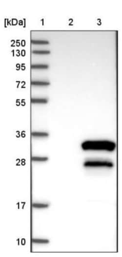 Amisyn Antibody, Novus Biologicals:Antibodies:Primary Antibodies