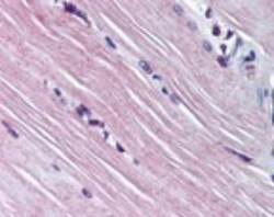 AMPD1 Antibody, Novus Biologicals:Antibodies:Primary Antibodies