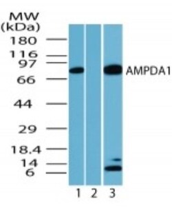 AMPD1 Antibody, Novus Biologicals:Antibodies:Primary Antibodies