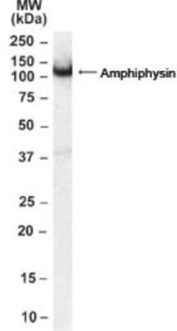 Amphiphysin/AMPH Antibody, Novus Biologicals 0.1mg; Unlabeled:Antibodies,