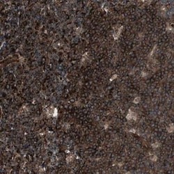 Amphiregulin Antibody, Novus Biologicals:Antibodies:Primary Antibodies