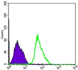AMPK alpha 1 Antibody (2B7) - BSA Free, Novus Biologicals 0.025mL; Unlabeled:Antibodies,