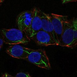 AMPK alpha 1 Antibody (2B7) - BSA Free, Novus Biologicals 0.025mL; Unlabeled:Antibodies,