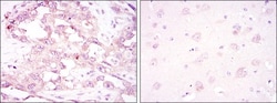 AMPK alpha 1 Antibody (2B7) - BSA Free, Novus Biologicals 0.025mL; Unlabeled:Antibodies,
