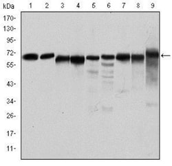 AMPK alpha 1 Antibody (2B7) - BSA Free, Novus Biologicals 0.025mL; Unlabeled:Antibodies,