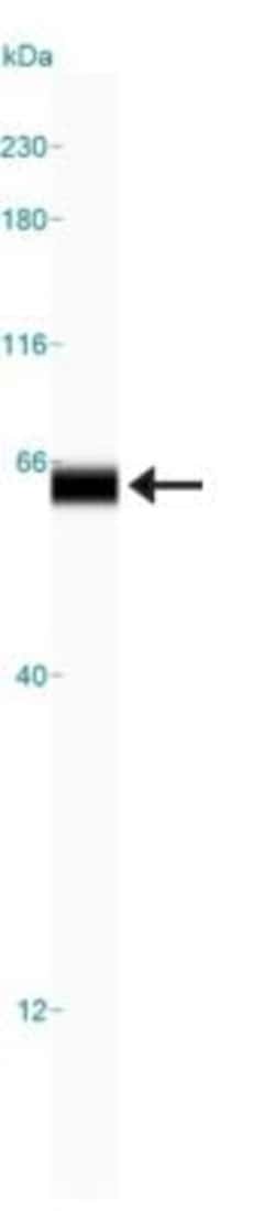 AMPK alpha 1 Antibody (2B7) - BSA Free, Novus Biologicals 0.025mL; Unlabeled:Antibodies,