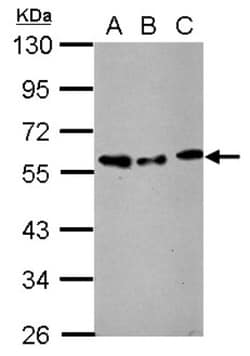 AMSH/STAMBP Antibody, Novus Biologicals 0.1mL; Unlabeled:Antibodies, Polyclonal