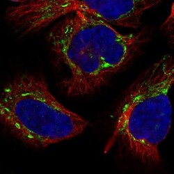 ANAPC13 Antibody, Novus Biologicals 0.1mL; Unlabeled:Antibodies, Polyclonal