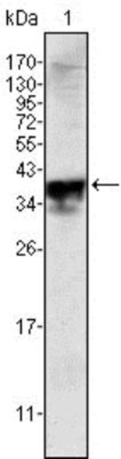 Androgen R/NR3C4 Antibody (2H8) - BSA Free, Novus Biologicals 0.1mL; Unlabeled:Antibodies,