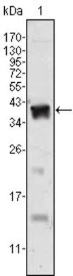 Androgen R/NR3C4 Antibody (2H8) - BSA Free, Novus Biologicals 0.1mL; Unlabeled:Antibodies,