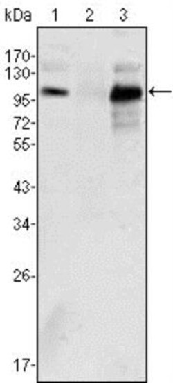 Androgen R/NR3C4 Antibody (2H8) - BSA Free, Novus Biologicals 0.1mL; Unlabeled:Antibodies,