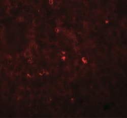 Angiogenin Antibody - BSA Free, Novus Biologicals 0.025 mg, Unlabeled:Antibodies,