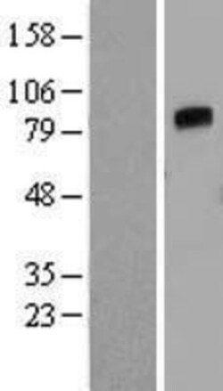 Novus Biologicals&trade;&nbsp;Angiopoietin-4 Overexpression Lysate
