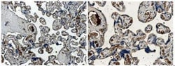 Angiopoietin-1 Antibody (MM0019-26B10) - Azide and BSA Free, Novus Biologicals