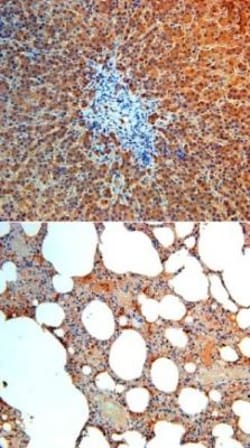 Angiopoietin-4 Antibody, Novus Biologicals 0.025 mg; Unconjugated:Antibodies,