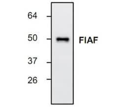 Angiopoietin-like Protein 4/ANGPTL4 Rabbit anti-Mouse, Rat, Polyclonal,