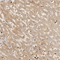 Serpin A8/Angiotensinogen Antibody, Novus Biologicals 0.1mL; Unlabeled:Antibodies,