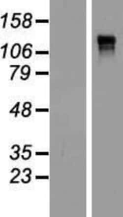Novus Biologicals&trade;&nbsp;Anillin Overexpression Lysate