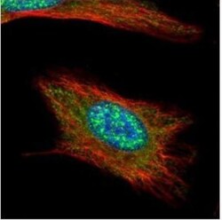 Anillin Antibody, Novus Biologicals 0.1mg; Unlabeled:Antibodies, Polyclonal