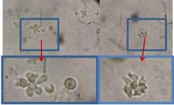 Novus Biologicals™ Animal Blood B Booster Kit