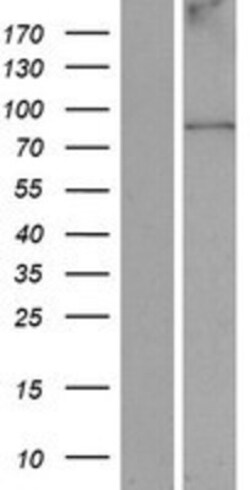 Novus Biologicals&trade;&nbsp;ANKFN1 Overexpression Lysate